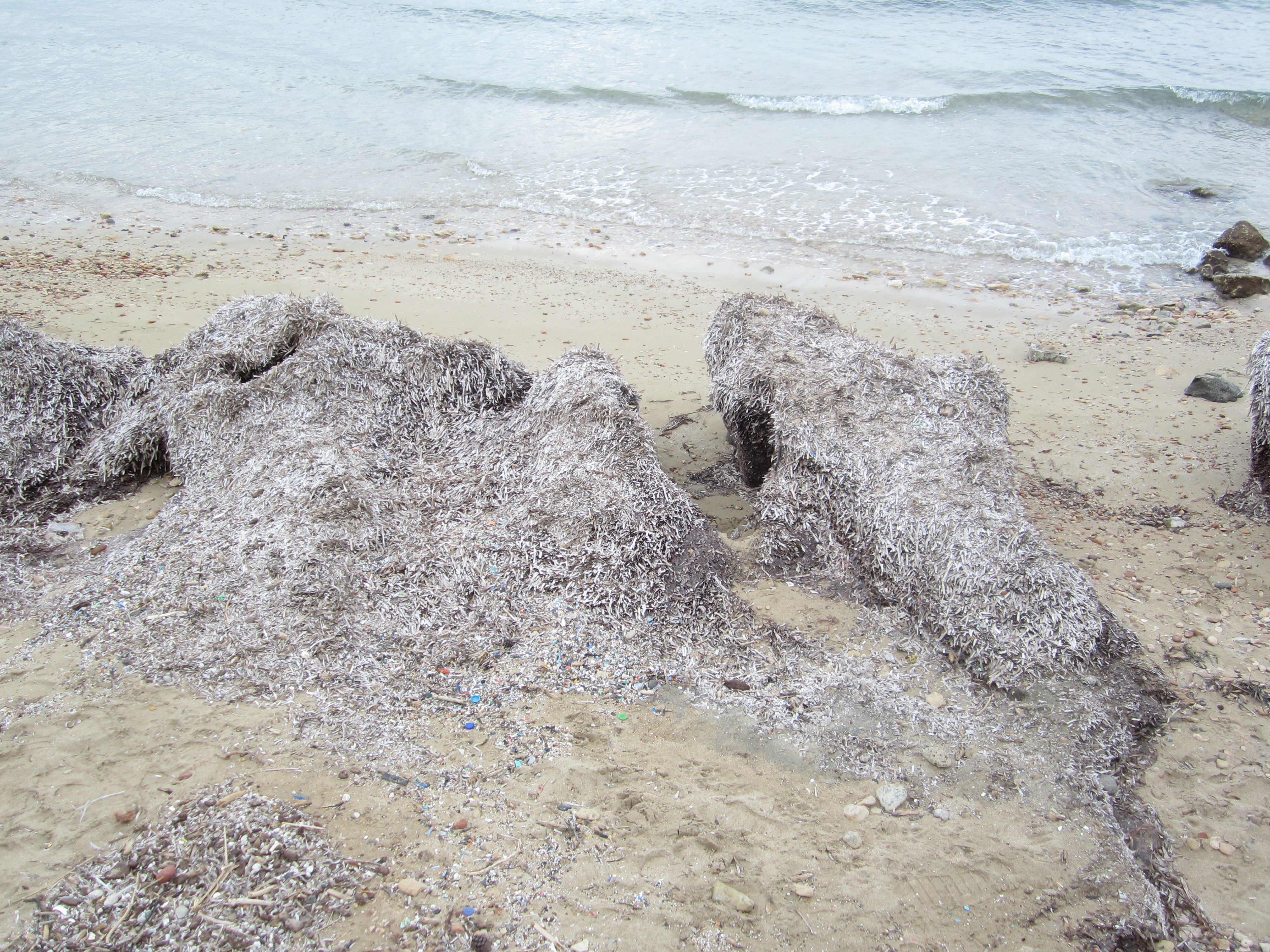 Seagrass washed on a beach in Aegina.
